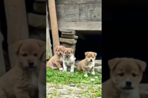 Dog puppies barking#trending#viralshorts