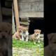 Dog puppies barking#trending#viralshorts