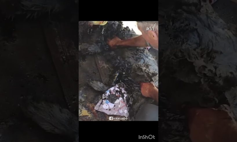Dog rescued from trap black oil pit makes full recovery🥹😍#rescuedog #viral #trending 🔥🔥