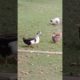 Duck Playing Shorts#animals #duck #animal #goose #cute #nature #pigeon #bird #pet #farm
