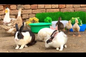 Ducklings,Rabbits,Duck,Funny And Adorable animals Playing,Cute Cute animals Videos