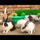 Ducklings,Rabbits,Duck,Funny And Adorable animals Playing,Cute Cute animals Videos