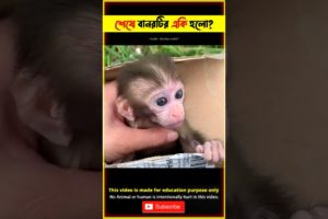 Emotional Story of Poor Monkey 😭 Viral Animal Rescue Video @tbmshortstory #shorts #youtubeshorts