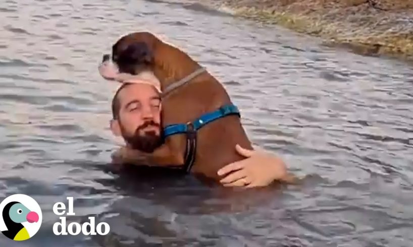 Este cachorro pasa de ser un santito a el travieso más grande | El Dodo