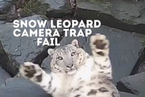 FUNNY Snow Leopard Camera Trap Fail! | Animals On CCTV