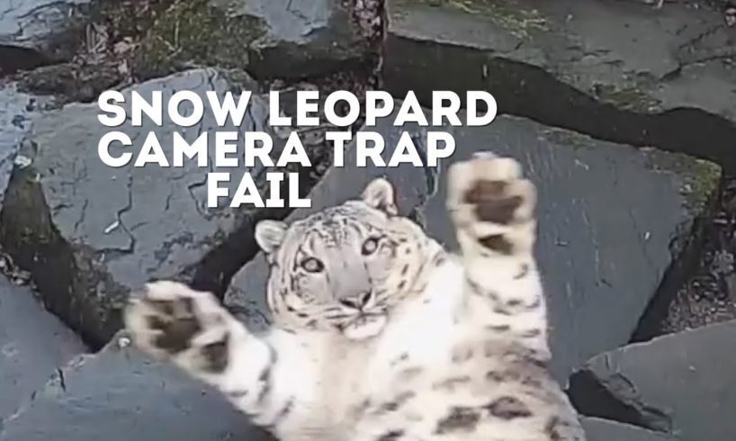 FUNNY Snow Leopard Camera Trap Fail! | Animals On CCTV