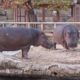 Fighting Hippos