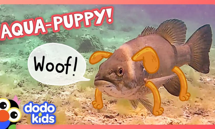 🐟 Fish Acts Like Guard Dog To Protect His Diver Friend! 🐕 | Dodo Kids