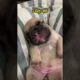 French bulldog puppy vs Now #shorts #frenchbulldog #cute #puppy