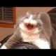😂 Funniest Cats and Dogs Videos 😺🐶 || 🥰😹 Hilarious Animal Compilation №155
