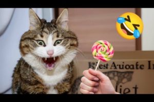 Funniest Cats and dogs🤣🤣 || New Funny animal videos 2023🤣 || #cat#dog#animal#funny#cute