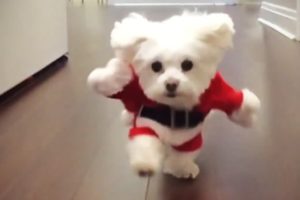 Funniest DOGS IN COSTUMES 2017 [Funny Pets]