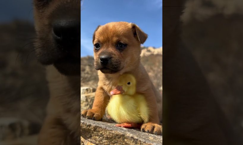 Funniest animal videos/ Cute animal videos #shorts #ytshort #youtubeshorts #cute #funnyvideo
