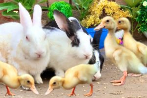 Funny And Adorable animals Playing Ducklings,Rabbits,Duck,Cute animals Videos