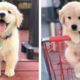 🥰 Funny And Cute Golden Puppies Make You Happier 🐶 | Cute Puppies
