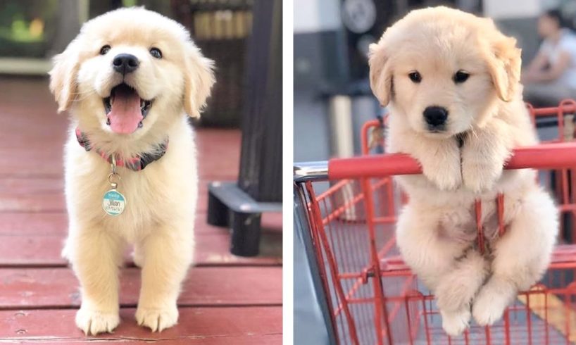 🥰 Funny And Cute Golden Puppies Make You Happier 🐶 | Cute Puppies