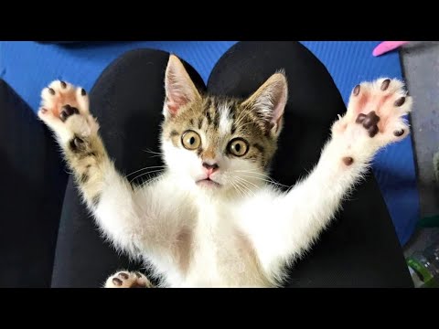 Funny Animals Videos 2023 😂 - Funniest Cats and Dogs 😸🐶 289