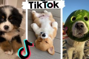 Funny DOGS of TikTok ~ Cute Puppies ~ Best Doggos of TIK TOK ~ Dog Squad