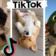 Funny DOGS of TikTok ~ Cute Puppies ~ Best Doggos of TIK TOK ~ Dog Squad