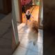 Funny Dog Teaches Baby How to Bounce in Swing!