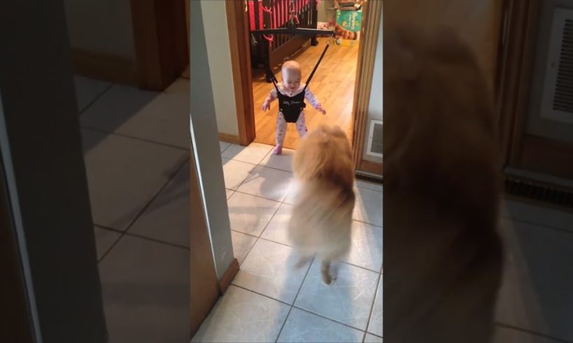 Funny Dog Teaches Baby How to Bounce in Swing!