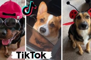 Funny Dogs of TikTok ~ Cute Puppies ~ Try Not to Say Awww