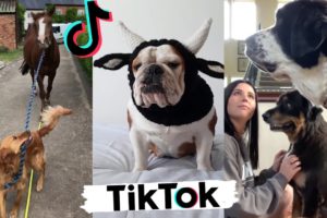 Funny Dogs of TikTok ~ Try Not To Laugh ~ Cute Puppies