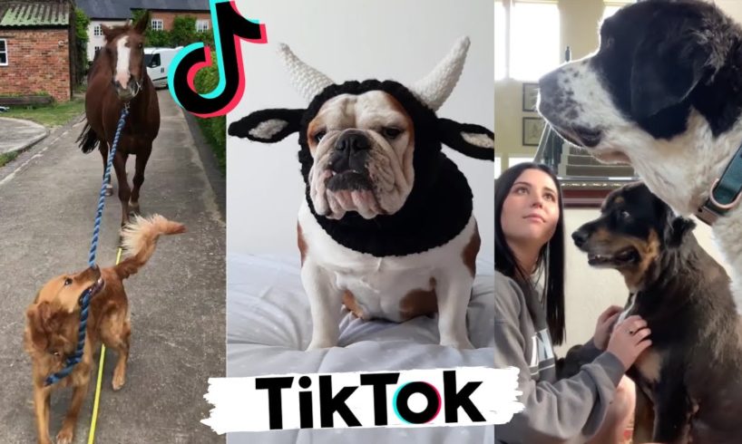 Funny Dogs of TikTok ~ Try Not To Laugh ~ Cute Puppies