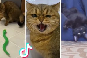 Funny & Cute Cats Compilation (TikTok) #shorts 😻