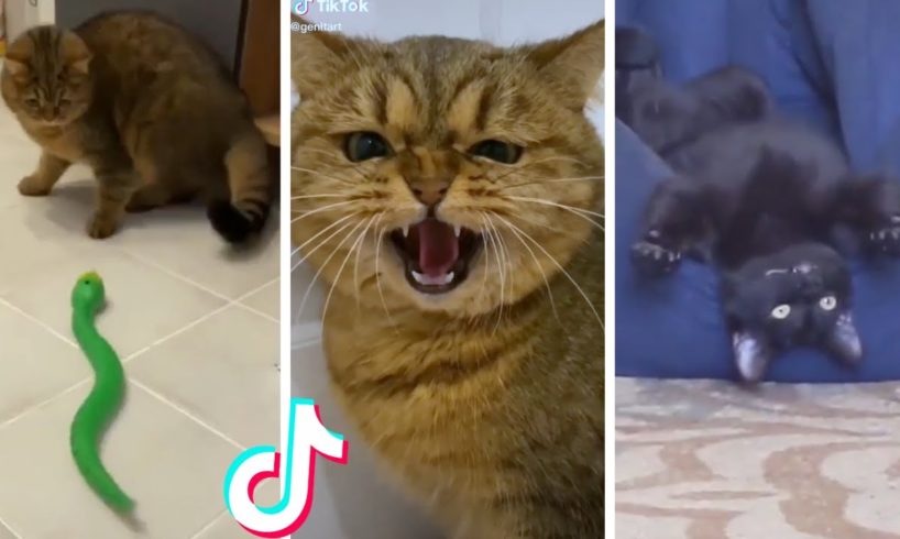 Funny & Cute Cats Compilation (TikTok) #shorts 😻