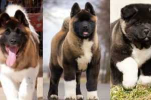 Funny and Cute American akita puppies compilation in 2022.