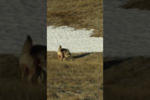 *GRAPHIC** Coyote shot, ripping his own guts out