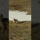 *GRAPHIC** Coyote shot, ripping his own guts out