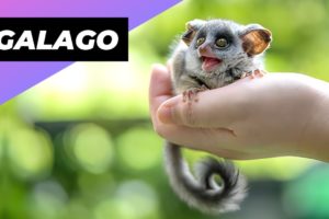 Galago 🐒 One Of The Rarest Animals In The Wild #shorts