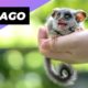 Galago 🐒 One Of The Rarest Animals In The Wild #shorts