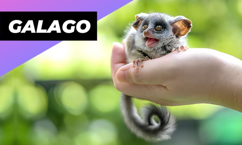 Galago 🐒 One Of The Rarest Animals In The Wild #shorts