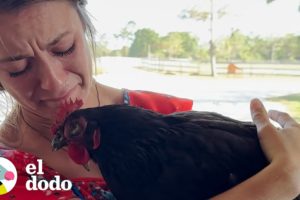 Gallina rescatada pone su primer huevo 🐓🥚 | El Dodo