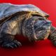 Garden State Tortoise Rescue: Obese Giant Turtle Fed Cat Food for 12 Years!