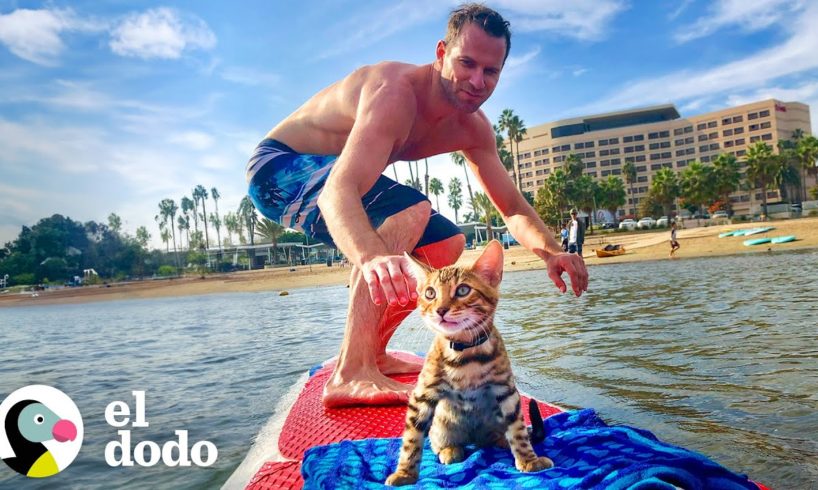 Gato le ruega a papá que lo deje venir a surfear | El Dodo