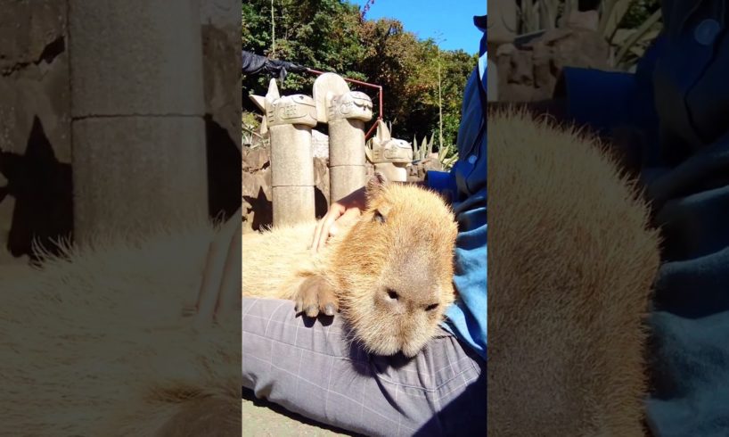 Gentle appearance 🤩                         #animals #shorts #viral #asmr #pets #youtubeshorts #fyp