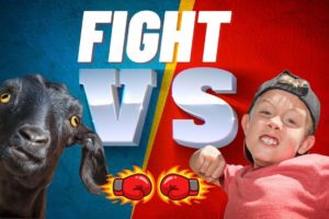 Goat Fight vs Kid || Animal Fight vs Kid || Funny Animal Video