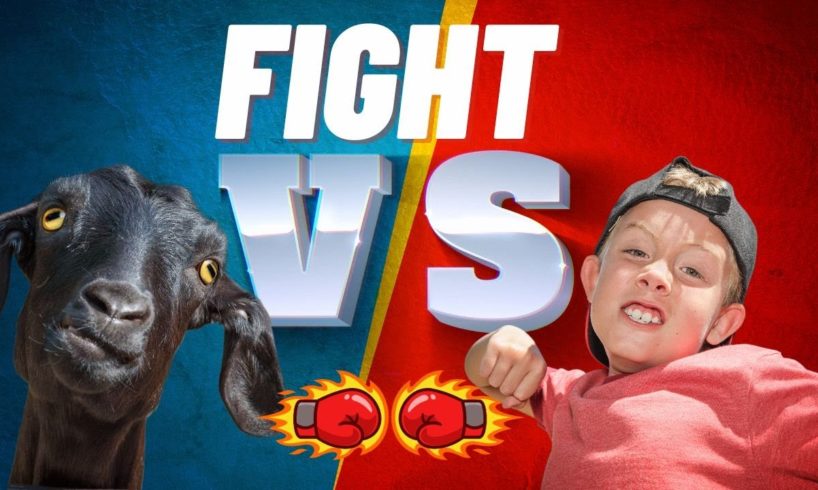 Goat Fight vs Kid || Animal Fight vs Kid || Funny Animal Video