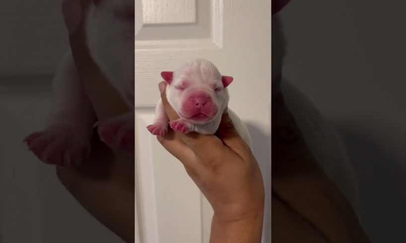 Gorgeous puppy 1 day old #puppy #cute #puppies #puppylove #explore #dog #cutedog #americanbully