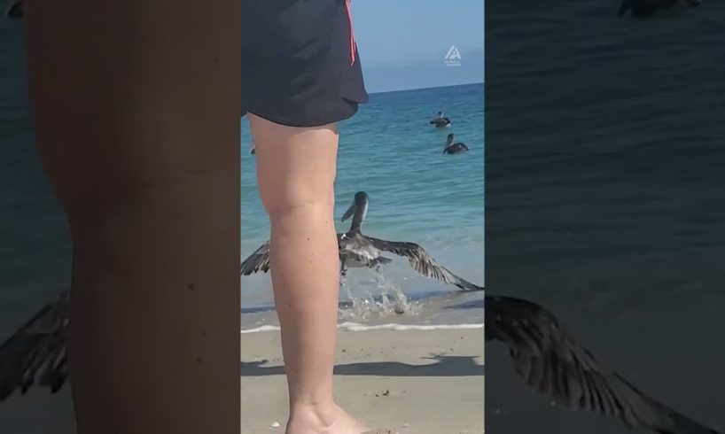 Group of People Rescue Pelican at Beach | People Are Awesome