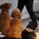 Guy Adopts A Second Dog And Finds A Third On The Side Of The Road | The Dodo