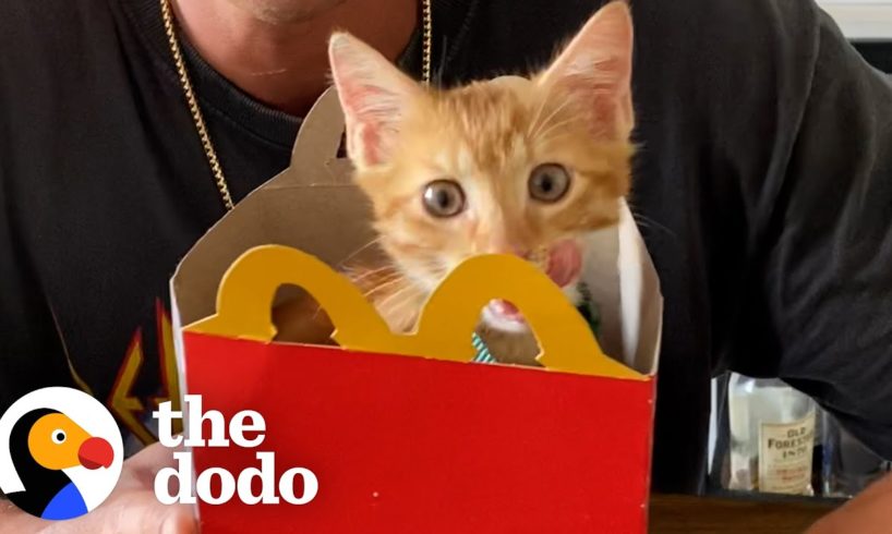 Guy Finds Kitten In McDonald's Parking Lot | The Dodo