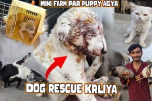 Ham Ny Puppy Rescue Kr Liya Bht Chotta He | Animal rescue | The Dodo | Help a Car Hit #animals