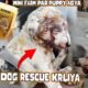 Ham Ny Puppy Rescue Kr Liya Bht Chotta He | Animal rescue | The Dodo | Help a Car Hit #animals