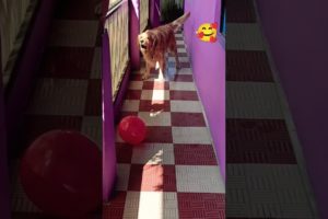Happy dog 🐕 playing with balloon 🎈# love 😘 #dog #funny #pet #animals #viral #shortvideo