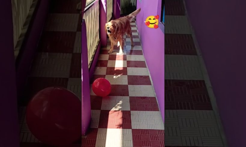 Happy dog 🐕 playing with balloon 🎈# love 😘 #dog #funny #pet #animals #viral #shortvideo